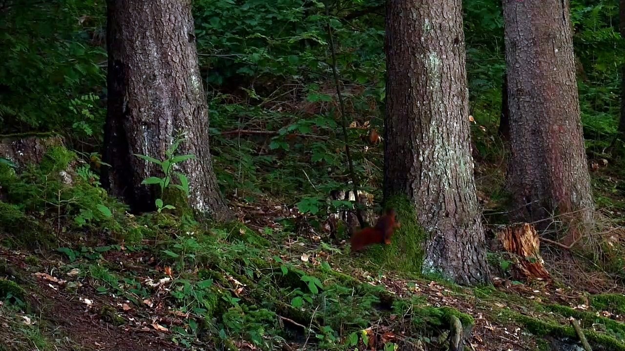 Cute brown Squirrel in Wild