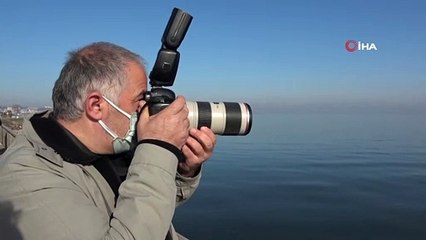 Göçmen kuğular Fatsa’yı mesken tuttu