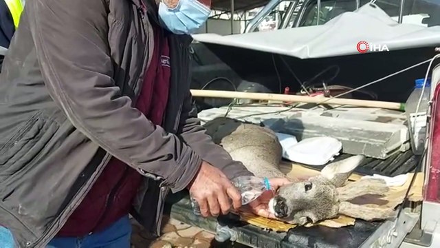 - Köpeklerin saldırdığı karaca tedavi altına alındı