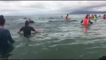 Baleias resgatadas
