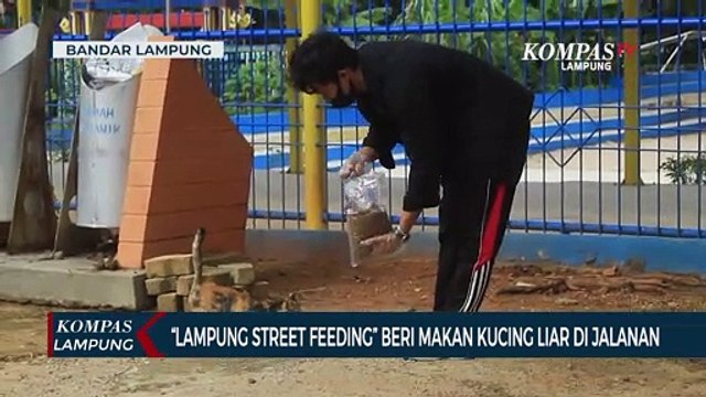 Lampung Street Feeding Komunitas Peduli Kucing Jalanan