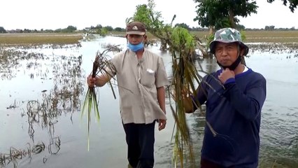 Indonesia floods ruin crops, experts blame land degradation