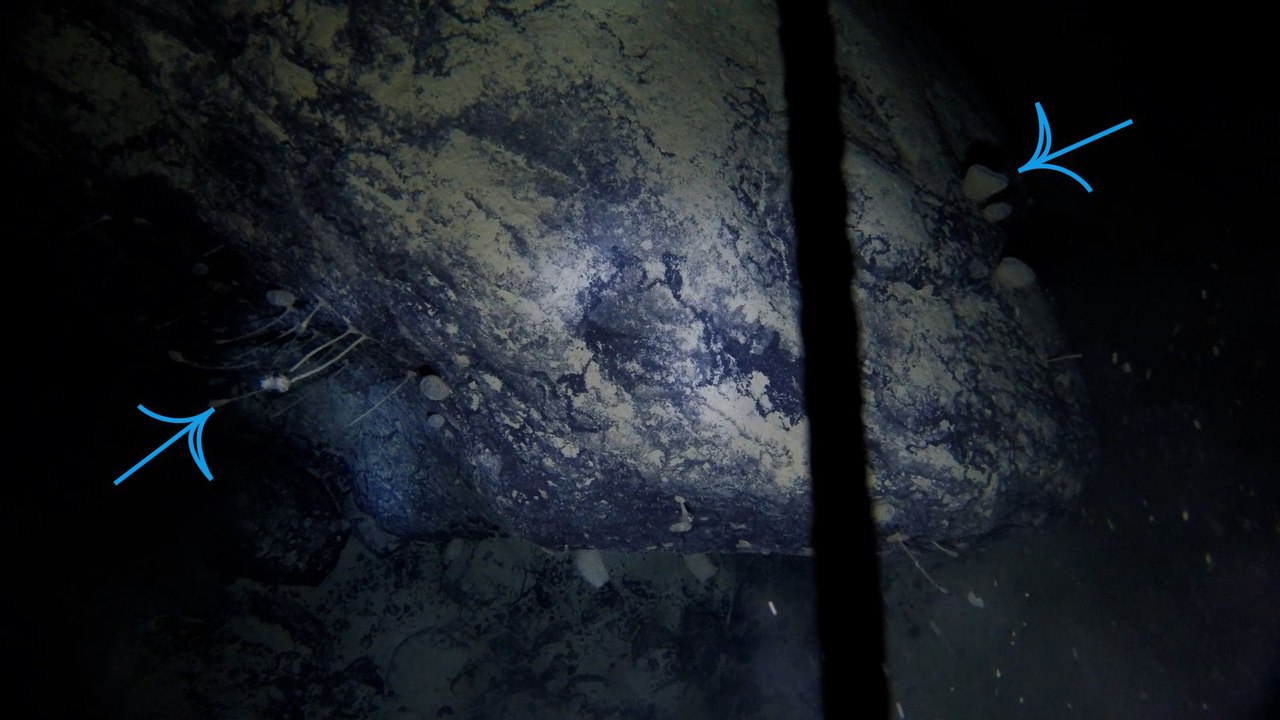 Animaux découverts 900m sous la glace : "Au début nous n'avons pas été impressionnés..."