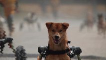 Refugio de animales ofrece una segunda oportunidad para correr y caminar a perros discapacitados
