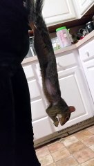 Squirrel Snacks While Hanging from Human
