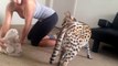 Elle joue avec son gros chat... un serval magnifique