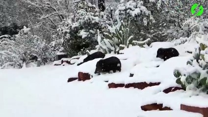 C'est ce qu'on appelle une grande famille de sanglier