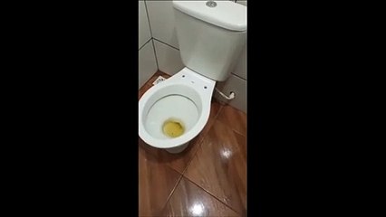 Ce qui va sortir des toilettes risque de vous surprendre