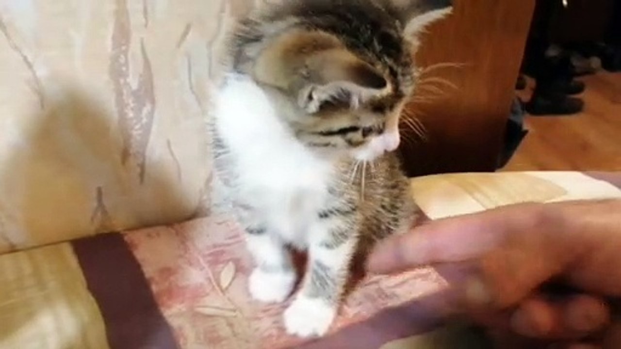 Careful cat