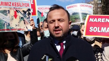 ANTALYA - Narenciye ağaçlarının kesilmesine tepki gösterildi