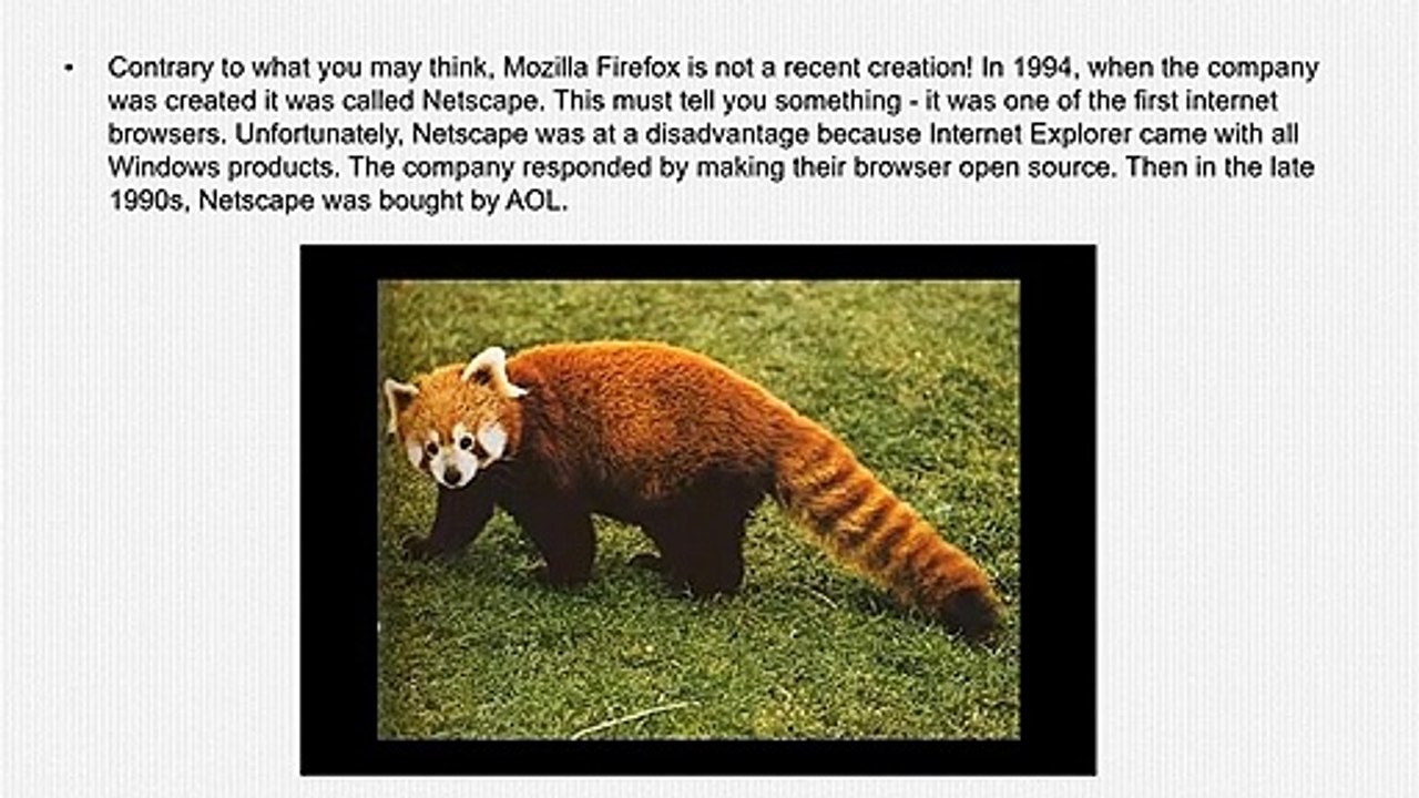 The Animal In The Firefox Logo Is Not Actually A Fox, It's A Red Panda.