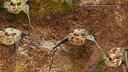 Baby Talk Isn’t Just Limited to Humans: Bats Take Part in it Too!