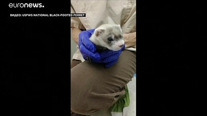 Американские учёные клонировали хорька вымирающего вида