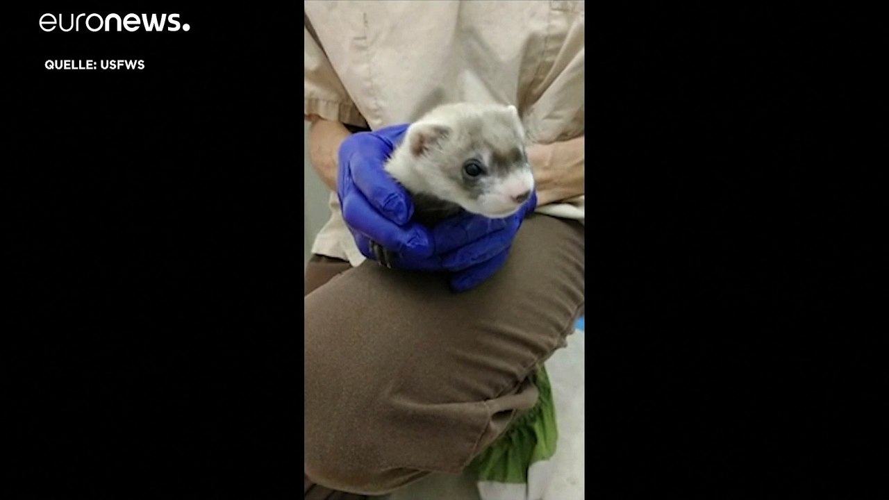 Geklontes tier: welcome back für das schwarzfußfrettchen!