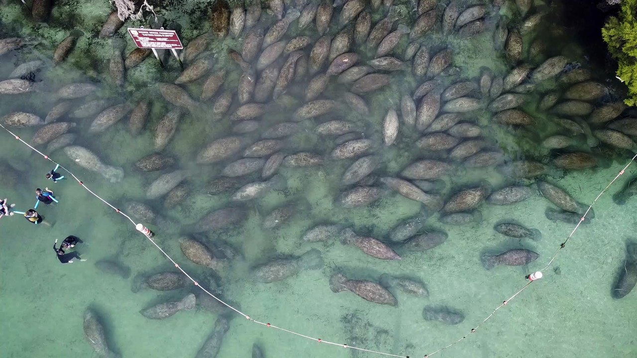 Herd of Manatees Trying to Keep Warm During Winter
