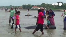 Decenas de ballenas mueren varadas en playa de Indonesia