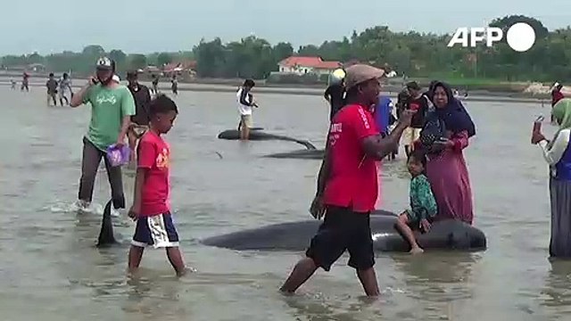 Decenas de ballenas mueren varadas en playa de Indonesia