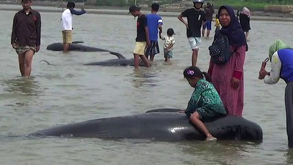 Dozens of whales die after mass stranding on Indonesia beach