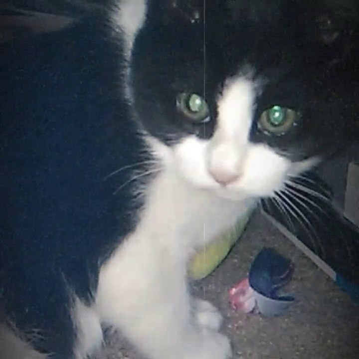 First Time Kitty Explores My Room