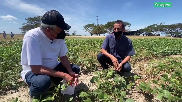 Cultivando Patria 21FEB2021 | Producción de Frijol Chino y otras leguminosas en la Unidad de Producción Mata e’ Guafa