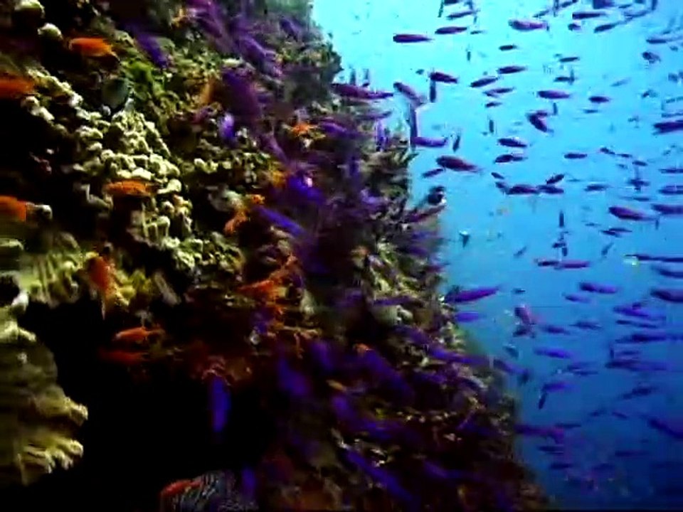 Baby Einstein - Neptune's Oceans (2011)