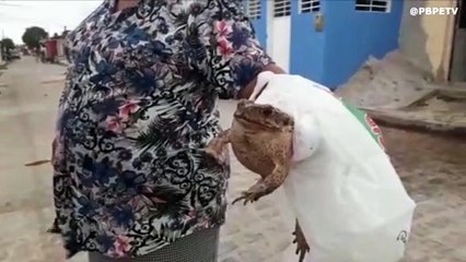 SAPO COM BOCA COLADA NO BAIRRO DO MARACUJÁ EM ITAMBÉ