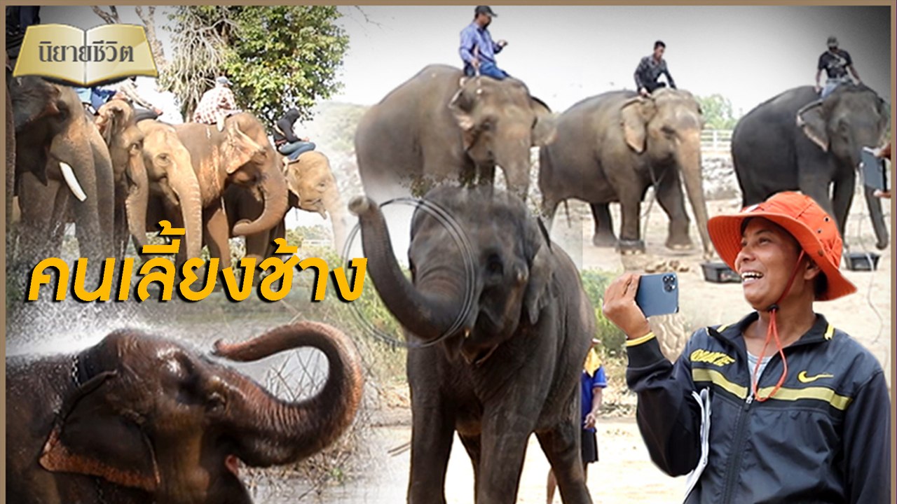 นิยายชีวิต | ชาวช้างตกงานดิ้นสู้ให้อยู่รอด จัดแสดงไลฟ์สดเลี้ยงชีพ | Dailynews