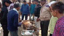 आवारा कुत्तों के जानलेवा हमले से हिरण के बच्चे की इलाज के दौरान मौत