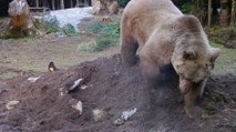 Uludağ’da çiftçinin ölen ineği ayılara verildi, İneği yiyen ayı, kalanını toprağa gömdü