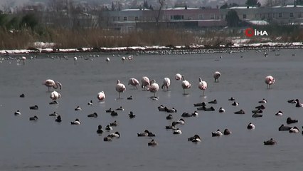 Körfez'i renklendiren flamingolar, kışın keyfini sürüyor