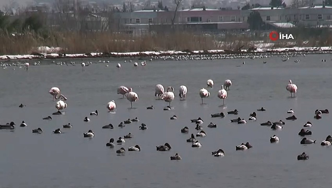Flamingolar Kış Ayının Tadını İzmit Körfezi’nde Çıkarıyor