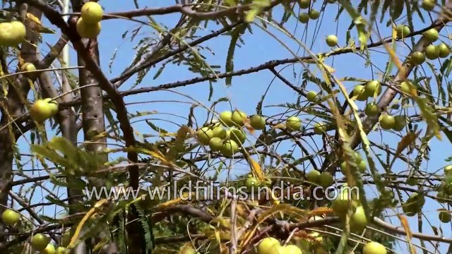 Medicinal plants, fruit and herbs of India Part 1