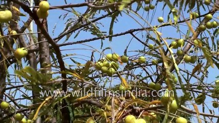 Medicinal plants, fruit and herbs of India    Part 1