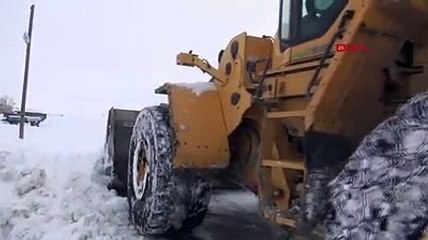 Kar kaplanlarının zorlu mücadelesi sürüyor