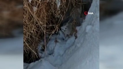 Yüksekova’da beyaz gelincik görüntülendi