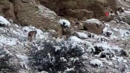 Nesli tükeniyor, doğanın hayaletleri bir arada görüldü