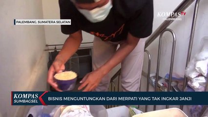 Bisnis Menguntungkan Dari Merpati Yang Tak Ingkar Janji