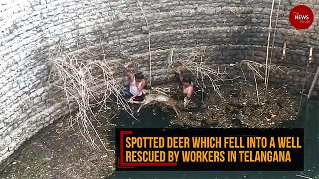 Spotted deer which fell into a well rescued by workers in Telangana