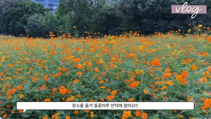 [vlog]셀프 영상편집 !해바라기 촬영다녀왔어요 !!(고양이카페 힐링..)