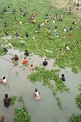 River Fishing Tips Amid Water Hyacinth 🌿