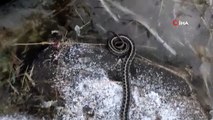 Kış mevsiminde görülen yılan şaşırttı
