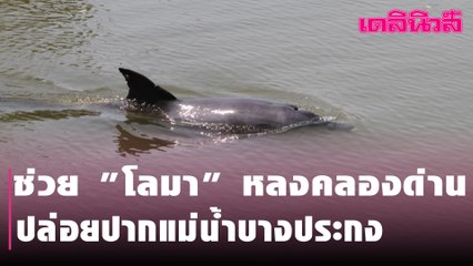 มาได้ไง? จนท.จับ "โลมา" หลงคลองด่าน ปล่อยปากแม่น้ำบางประกง | Dailynews