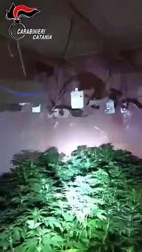 Catania - Coltiva marijuana rubando energia elettrica arrestato 52enne a Vaccarizzo (20.02.21)