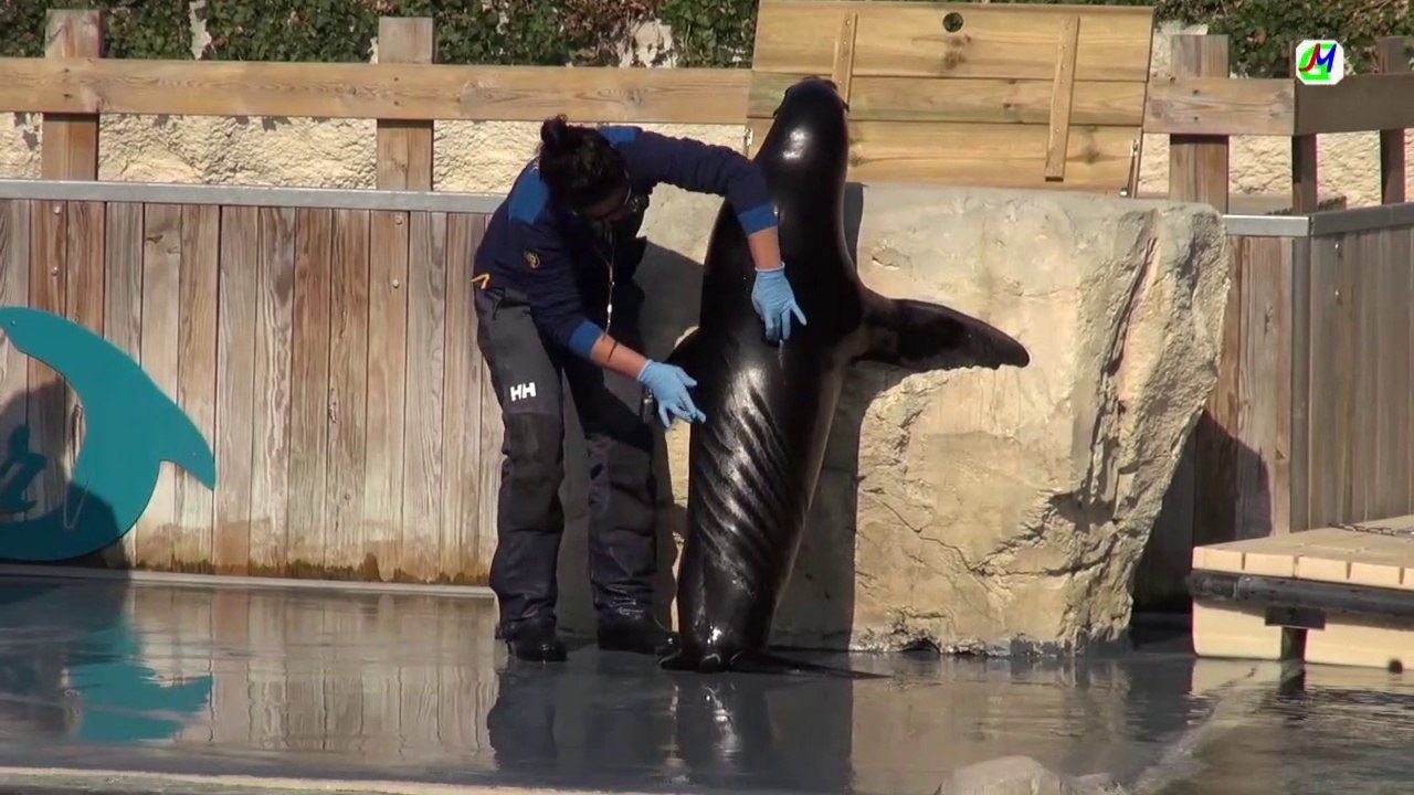 Otaries de Californie du ZooParc de Beauval