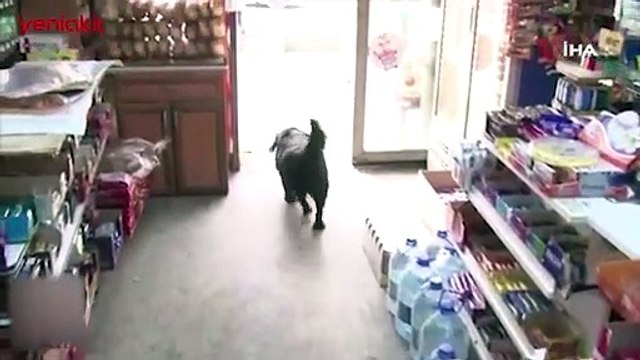 Marketten alışveriş yapan 'Zeytin' isimli köpek, artıkları çöpe atıyor