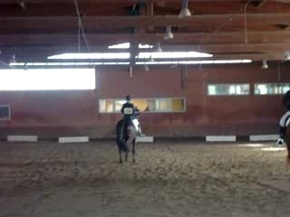 Dressage Vedene