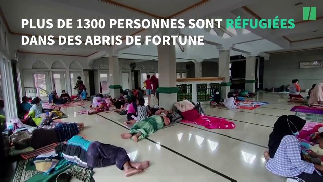 Indonésie: un gigantesque python dans les rues de Jakarta après des pluies torrentielles