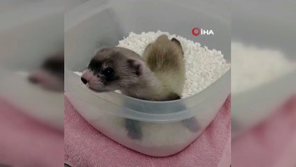 - ABD'de nesli tükenmekte olan gelincik klonlandı