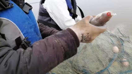 Kaçak olarak avlanan 750 kg canlı balık suya bırakıldı