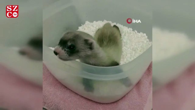 ABD'de nesli tükenmekte olan gelincik klonlandı